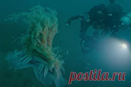 Россиянам показали замеченную на Дальнем Востоке самую большую в мире медузу. Известный подводный оператор Дмитрий Рудась заснял самую больше в мире медузу — волосистую цианею (Cyanea capillata). Это морское существо может достигать двух метров в диаметре купола и иметь щупальца до 30 метров в длину. В целом для человека цианея волосистая неопасна, однако контакта с ней стоит избегать.