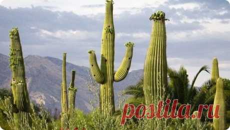 Гигантские кактусы сагуаро в пустыне Сонора - Путешествуем вместе