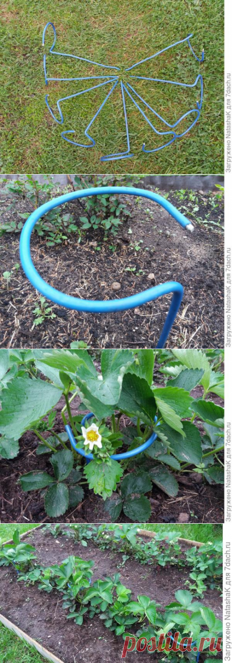 Клубничный секретик: теперь ягоды на землю не ложатся