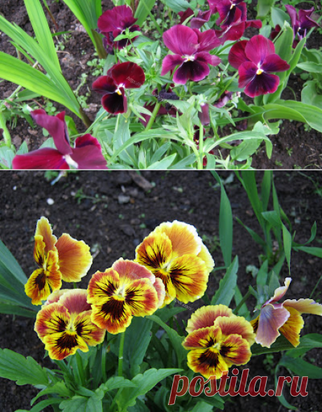 Дачное обозрение: Как сажать анютины глазки семенами