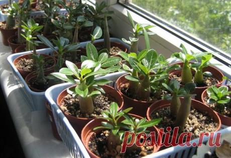 растем из семян