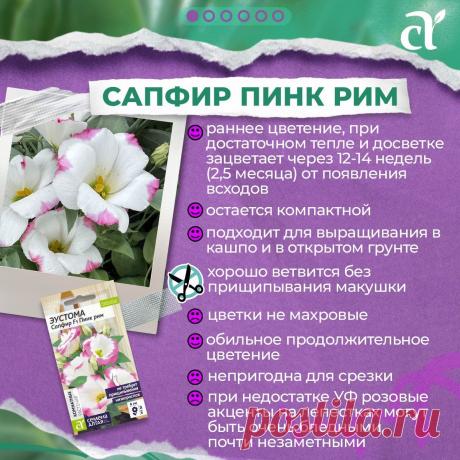 ИНСТРУКЦИЯ, как ВЫРАСТИТЬ ЭУСТОМУ за 8 ШАГОВ! Делюсь своими СЕКРЕТАМИ и ЗНАНИЯМИ | Семена Алтая. Дачные советы от Виктории Карелиной | Дзен