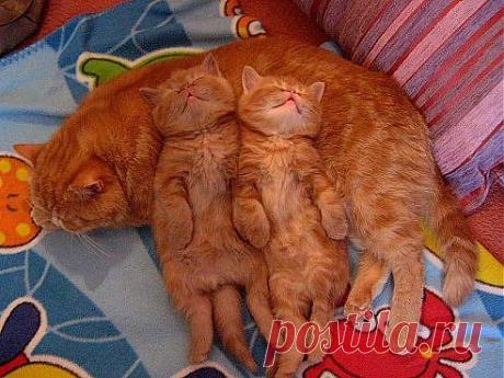 (9) Одноклассники