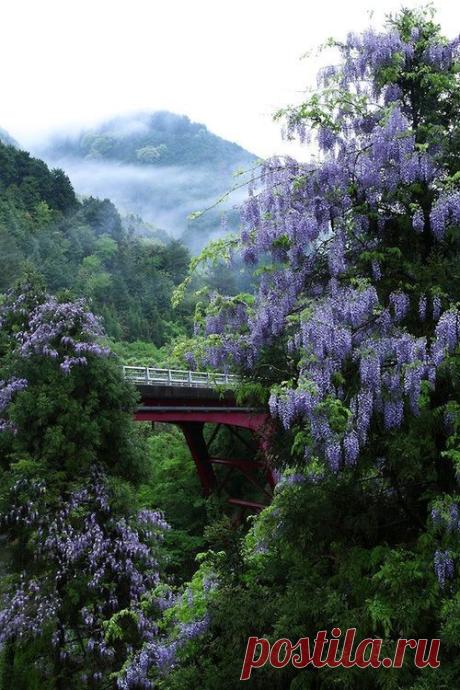 Natureland — bellasecretgarden: Wisteria Bridge / Kitayama,...