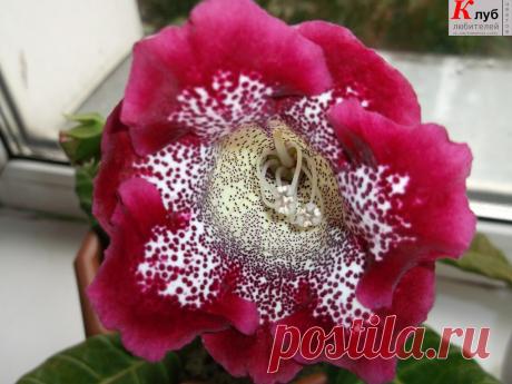 Клуб любителей цветов | Комнатные, садовые цветы