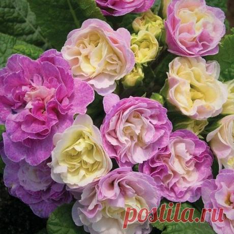 Неприхотливые морозостойкие цветы, которые не уступают по красоте даже розам | GardenLife | Яндекс Дзен