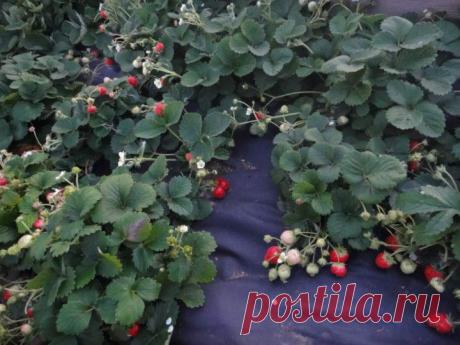 Нетканый укрывной материал – агроволокно, спанбонд, сегодня успешно применяется для выращивания сельхозпродукции. Первыми освоили эту технологию фермеры. Спанбонд позволяет существенно сократить затраты трудовых и финансовых ресурсов, а также увеличить урожай на 30-40%.