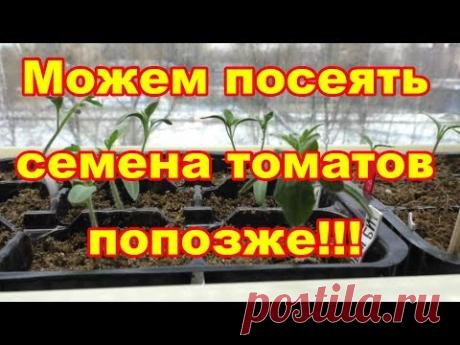 Семена томатов можем посеять попозже,используя этот метод