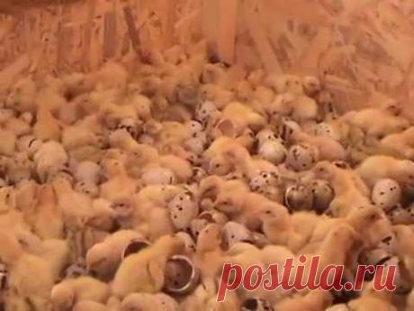 инкубация перепелиных яиц