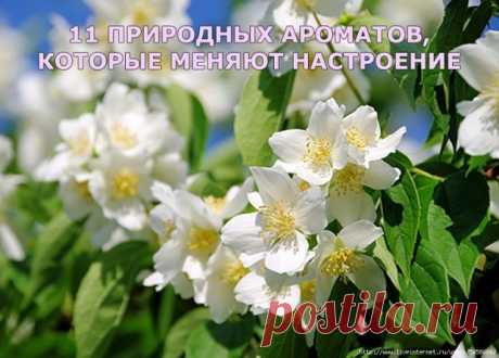 11 природных ароматов, которые меняют настроение
Вы замечали, что ароматы магическим образом способны вызвать неожиданные эмоции и резко сменить эмоциональный фон? Мы подобрали 11 ароматов, которые в момент помогут достичь любого желаемого состояния.
Лаванда помогает уснуть
Аромат лавандового масла помогает успокоить ум и тело для мгновенной релаксации. Что еще лучше — концентрированный запах лаванды спасает от бессонницы. Последний факт был подтвержден исследованиями п...