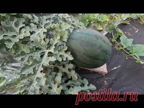 Выращивание арбузов в средней полосе, Нижегородская область, 23 июля 2023 год