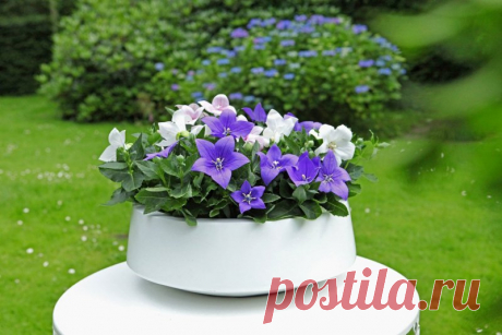 Платикодон в ландшафтном дизайне (41 фото) - фото - картинки и рисунки: скачать бесплатно