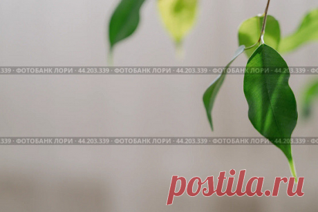 Листья фикуса на светлом фоне Стоковое фото, фотограф Ilaronsia / Фотобанк Лори