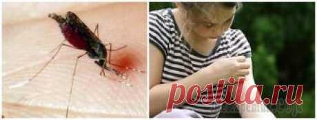 Безопасное средство от комаров своими руками Комары летом становятся настоящим бедствием, не давая покоя даже в доме, не говоря о работе на огороде, походах в лес и прогулок на речку. Особенно большие неприятности они доставляют детям и женщинам...