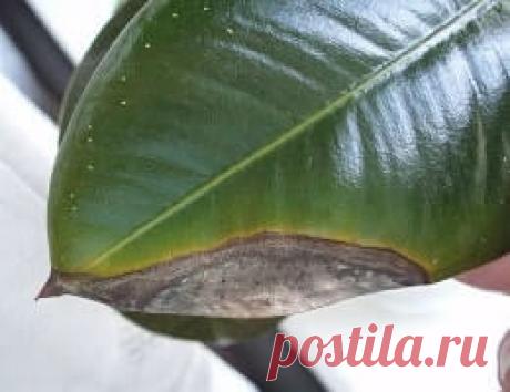 (+1) Почему чернеют листья у фикуса по краям, засыхают и опадают. Что делать?