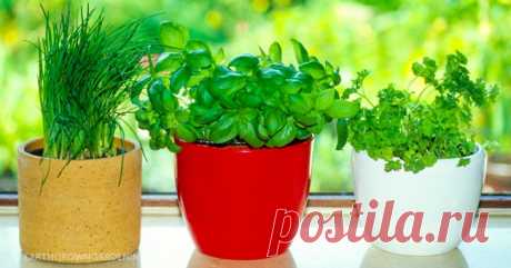Блог о здоровье  |  8 трав и пряностей, которые легко вырастить на кухне