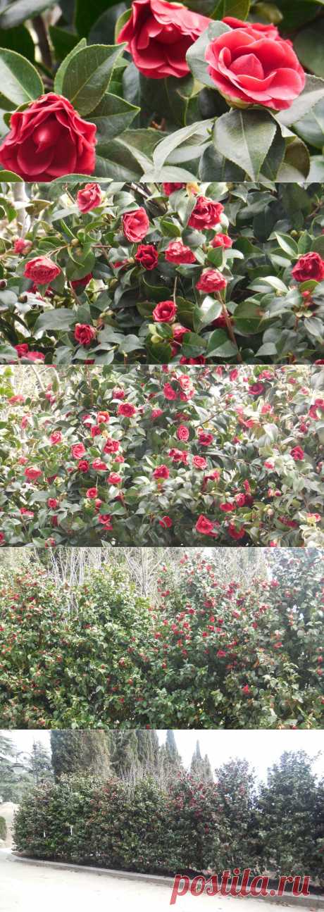 Живая изгородь из камелии японской.До сих пор есть такие вещи в ботаническом мире, которые заставляют восхищаться ими даже искушенного, повидавшего растения и ботанические чудеса, ботаника. В прошлом году меня просто потрясло цветение рододендронов в еще не завершенном японском саду ЛОК «Айвазовское». А в этом году — цветение живой изгороди из камелии японской (Camellia japonica).