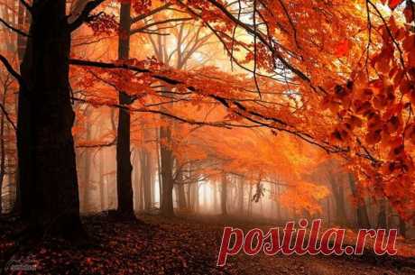 Dream-Like Autumn Forests By Czech Photographer Janek Sedlář / Janek Sedlar is a young self-taught photographer from the Czech Republic whose speciality is landscape photography with a surreal twist. He became a “serious” photographer only in 2011, and most of his captivating images were captured in his home region of Moravia and around the White Carpathians nature reserve. | Pinterest