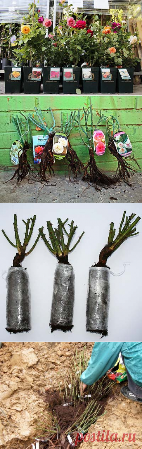 Как выбрать саженцы роз | Мое подворье