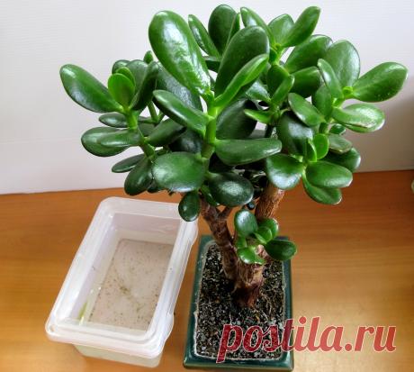 Очень многие выращивают у себя «Денежное Дерево». Так вот, знайте, что вы поливаете и выращиваете…Ё66