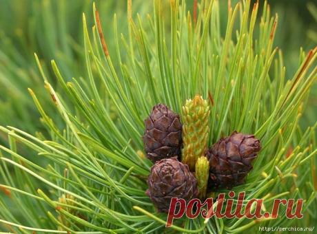 Целительные хвойные напитки-много чудодейственных рецептов