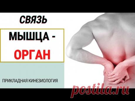 СТРЕСС. АДАПТАЦИЯ ПО СЕЛЬЕ. ЛОКАЛИЗАЦИЯ БОЛЕЙ В МЫШЦАХ. ПРИКЛАДНАЯ КИНЕЗИОЛОГИЯ.