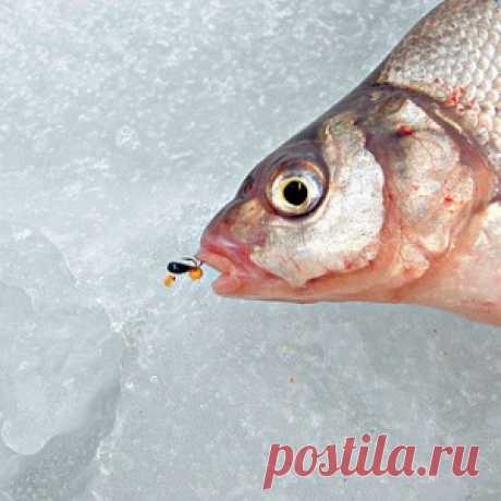 Лещ в глухозимье - МирТесен