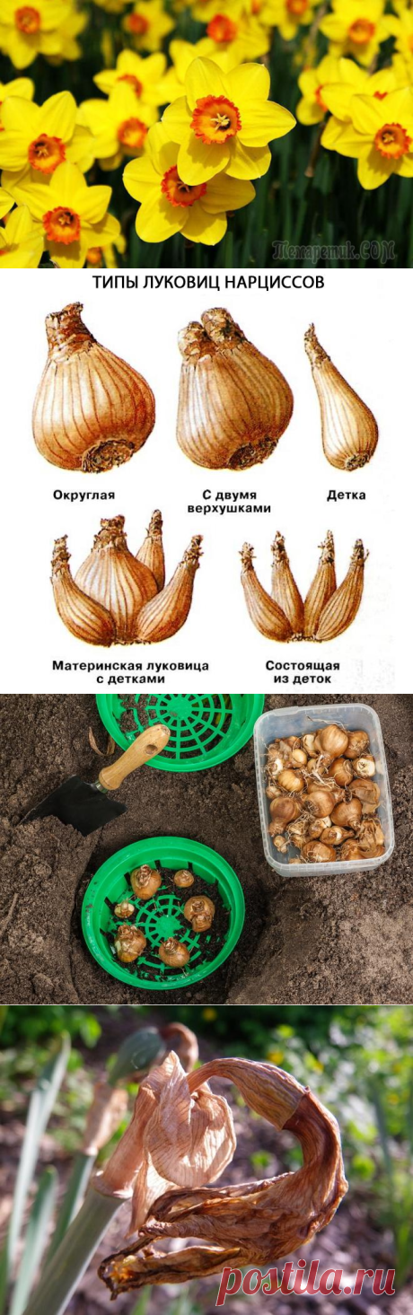 Нарциссы: раскрываем секреты обильного цветения