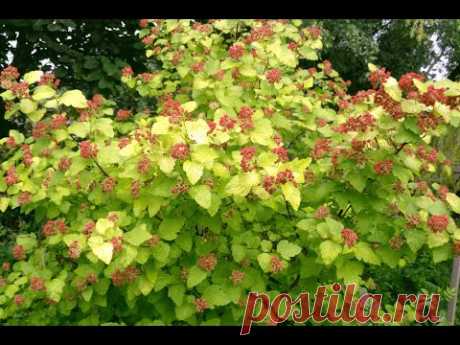 Пузыреплодник, физокарпус калинолистный "Дартс Голд" (Physocarpus opulifolius "Dart's Gold")