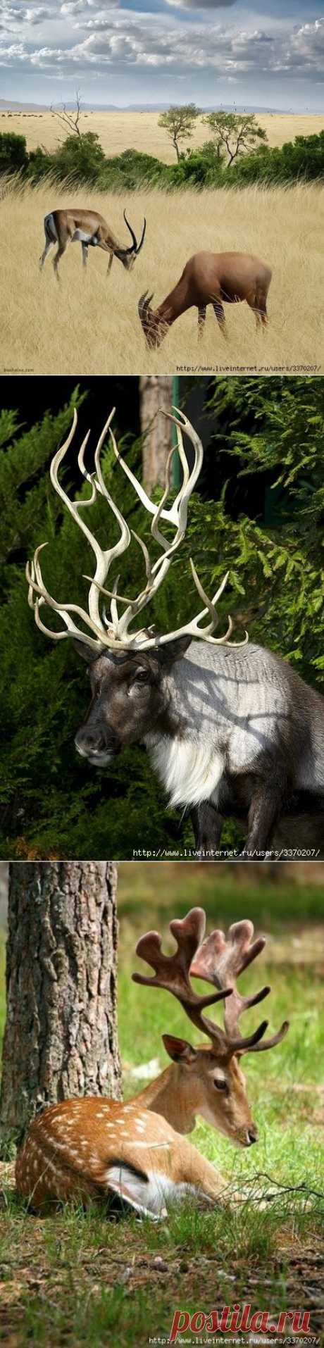 Дикие, рогатые животные.