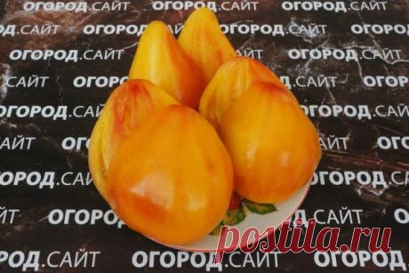 Томат Кардинал на соломе (Софии Сааковой), семена | ОГОРОД.сайт