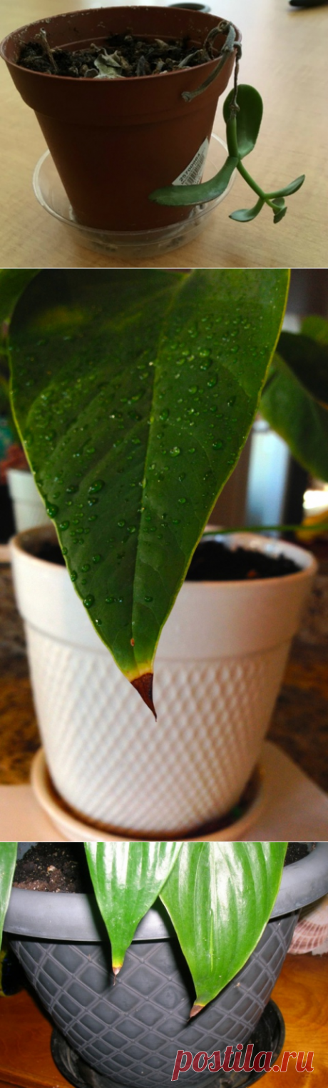 Почему сохнут кончики листьев у комнатных растений?