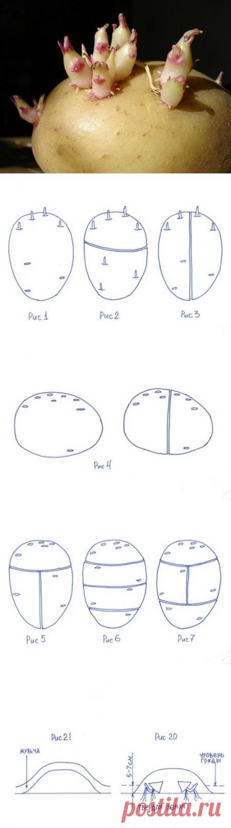 Посадка картофеля долями клубней | Садовед