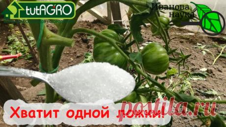 Иван Русских | ВСЕГО 1 ЛОЖКА на ВЕДРО ВОДЫ и ТОМАТЫ и ОГУРЦЫ ЗАВАЛЯТ ВКУСНЫМ УРОЖАЕМ! ЗАБУДЬТЕ О КИСЛЫХ и ВОДЯНИСТЫХ ПЛОДАХ!