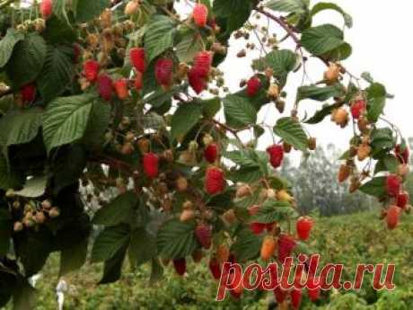 Как защитить малину от черячков — Огород без хлопот