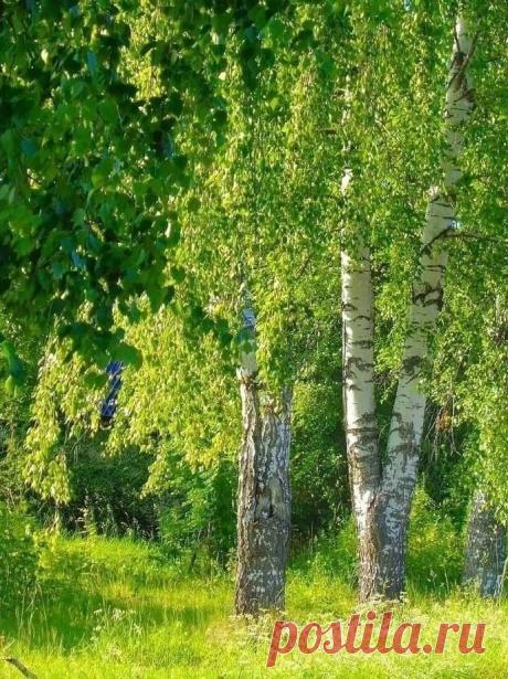 Лес, Природа, Forest, Nature
