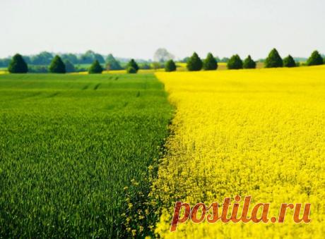 Граница рапсового поля и поля пшеницы, Германия