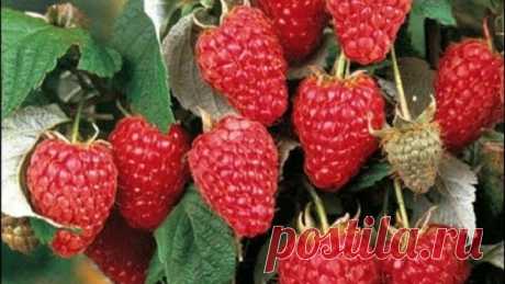 ЧТОБЫ НА МАЛИНЕ НЕ БЫЛО ЧЕРВЕЙ. В КОПИЛКУ САДОВОДУ