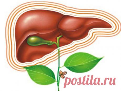 Печень: функции, болезни и методы лечения / Будьте здоровы
