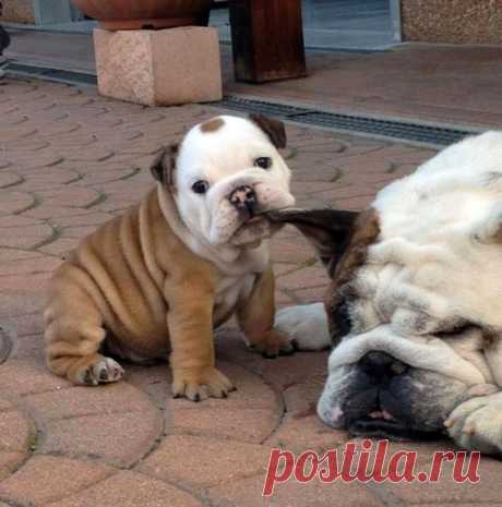 Щенки, которые выглядят слишком прелестными, чтобы быть настоящими