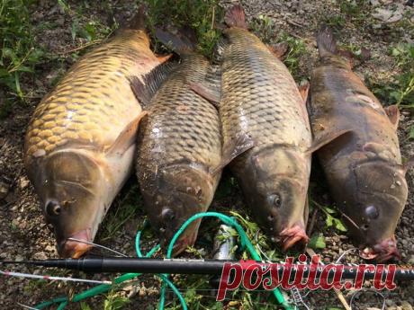 Жор рыбы / Богатая добыча