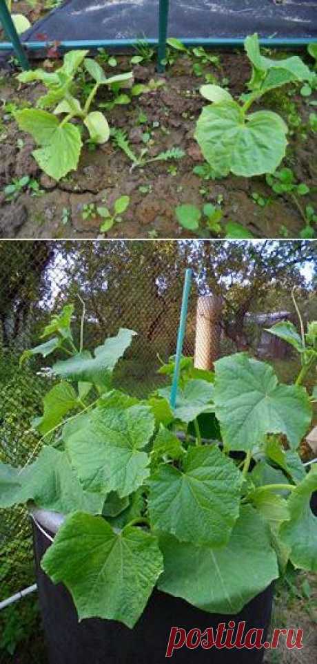 Найдите 10 отличий!
Огурцы одного сорта, посажены в один день (20 мая). Вот что значат бытовые условия )))