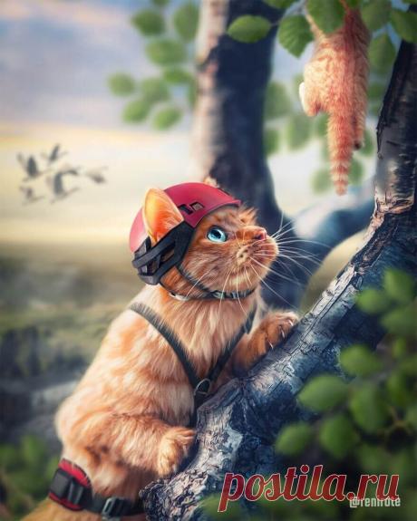 Кот-спасатель. Рабочий процесс