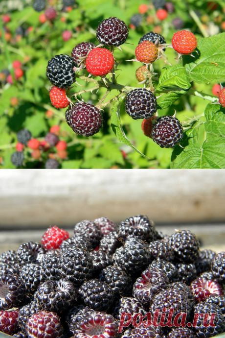 Черная малина: опыт посадок | Дачный _ круг