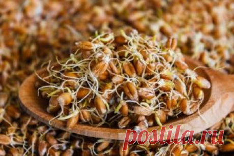 Пророщенная пшеница стала часто включаться в рацион, из нее делают каши, добавляют в салаты и выпечку. Какую пользу и вред приносят пророщенные зерна.