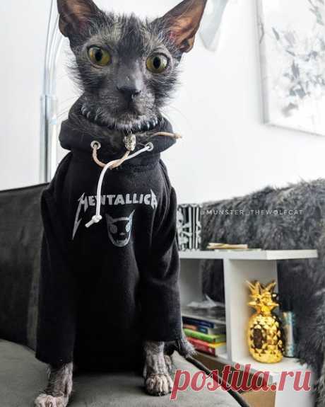 История о коте тру-металлиста | Котизм | Яндекс Дзен