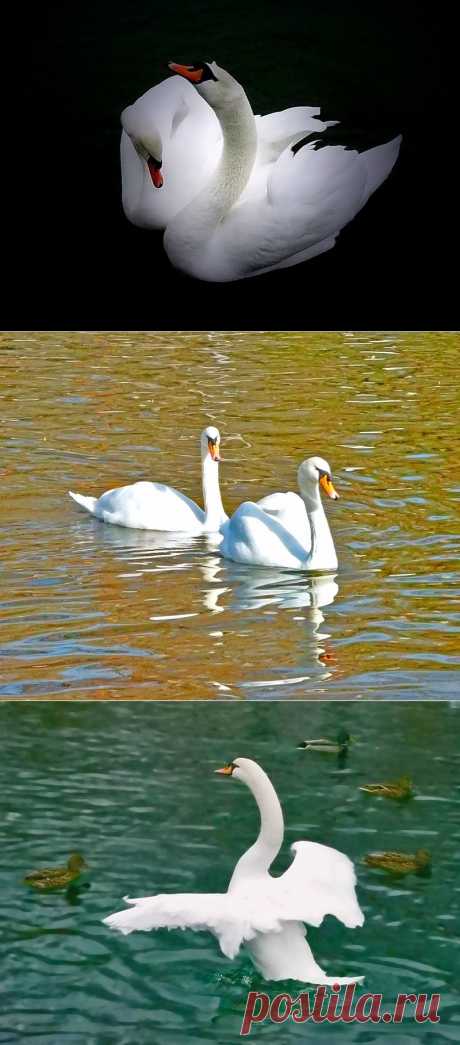"Лебединое озеро" фото - Наталья Ищенко.