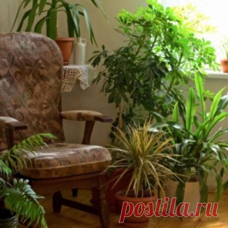 NASA представила список лучших комнатных растений для фильтрации воздуха - МирТесен