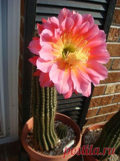 Trichocereus 'Flying Saucer' | Pinterest • Всемирный каталог идей