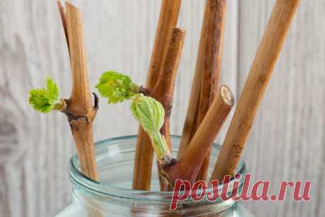 Закаленная лоза. Один из способов размножения винограда. | Просто советы | Яндекс Дзен